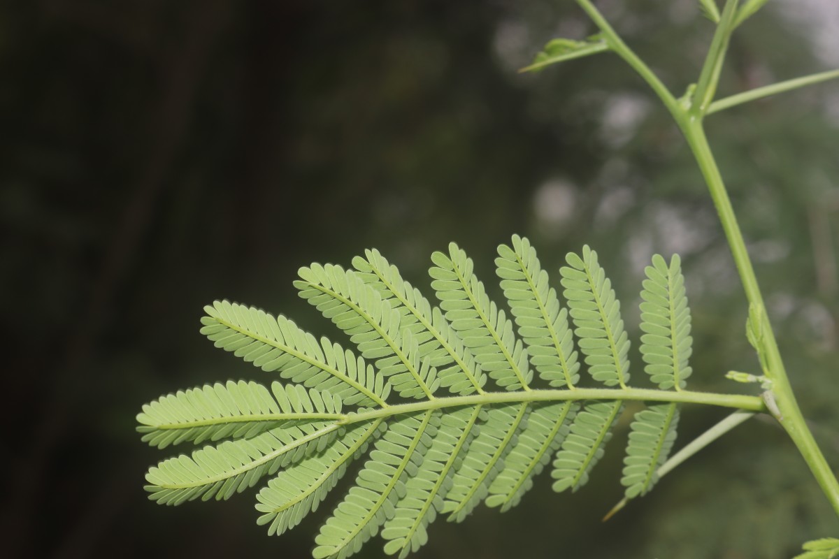 Vachellia nilotica (L.) P.J.H.Hurter & Mabb.